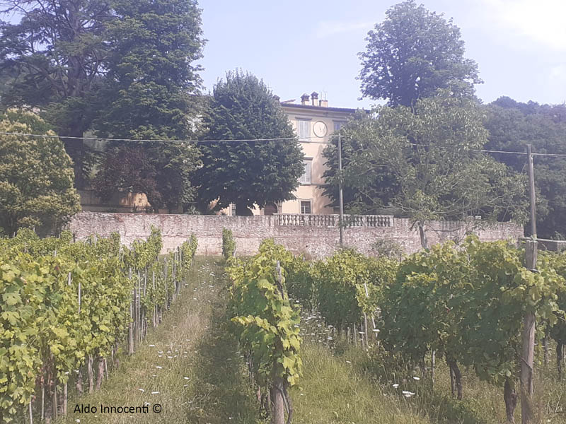 VILLA IL SALICONE 1